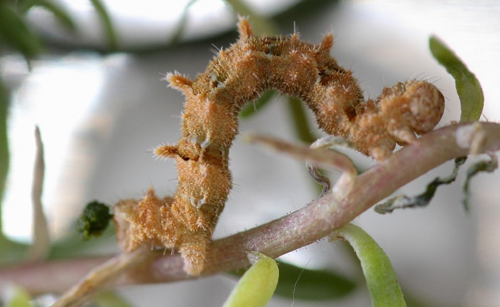 Charissa variegata (Duponchel, 1830)